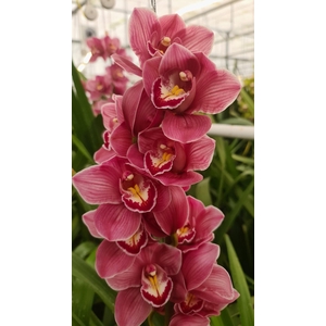 CYMB T HMS ROSANN 60 CM