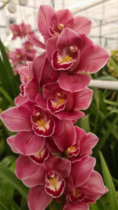 <h4>CYMB T HMS ROSANN 60 CM</h4>