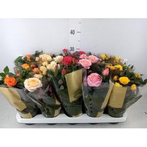 Rosa  'Kordana Grande'   ...mix