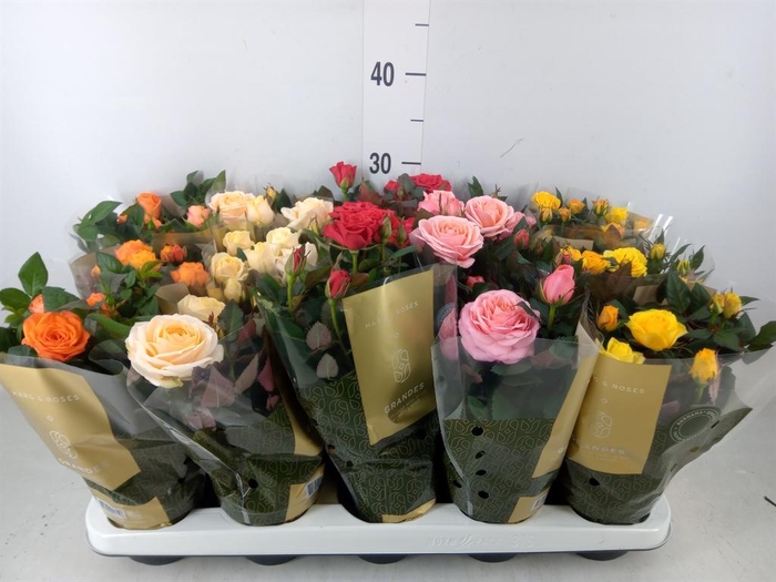 <h4>Rosa  'Kordana Grande'   ...mix</h4>