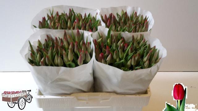 <h4>TU EN STRONG LOVE</h4>