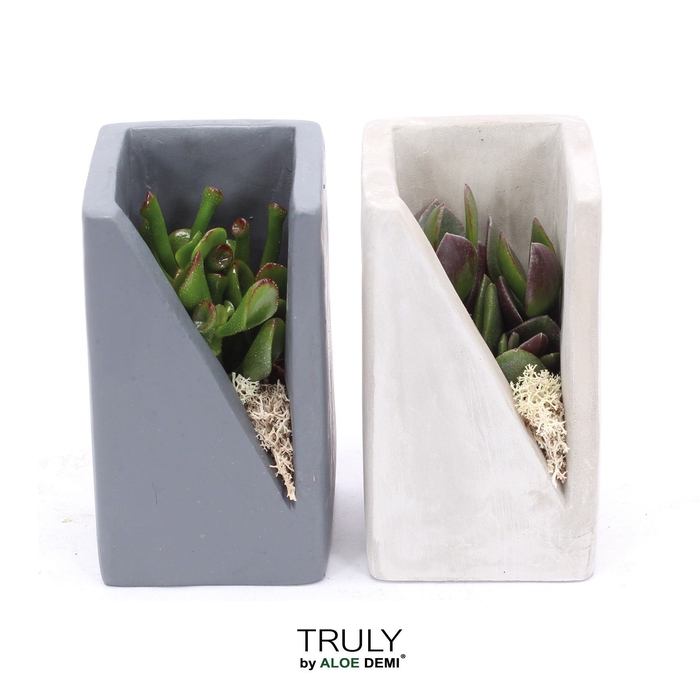 <h4>Arr.  Succulents L%</h4>