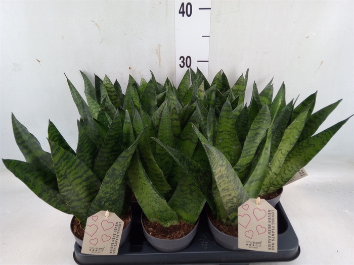 <h4>Sansevieria zeylanica</h4>