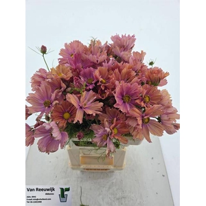 COSMOS BIPINNATUS