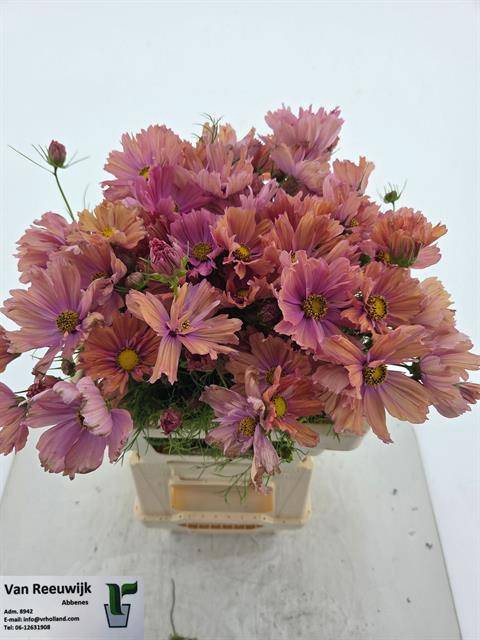 <h4>COSMOS BIPINNATUS</h4>