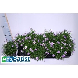 BRACH BRAS VIOLET