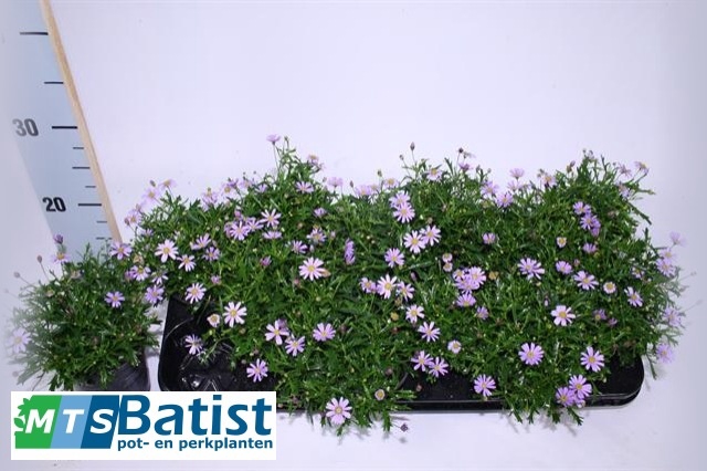 <h4>BRACH BRAS VIOLET</h4>