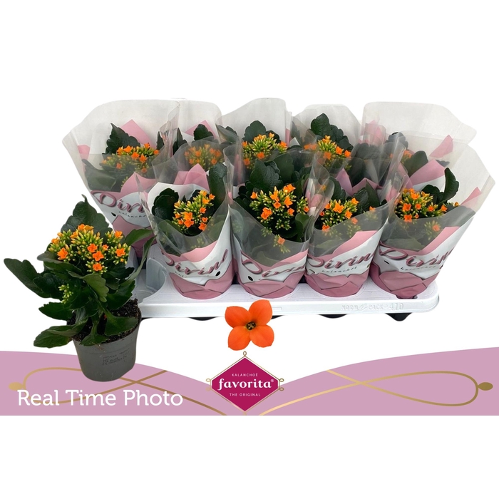 <h4>KAL EN ACHERON</h4>