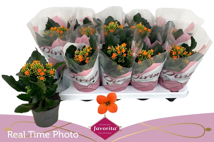 <h4>KAL EN ACHERON</h4>