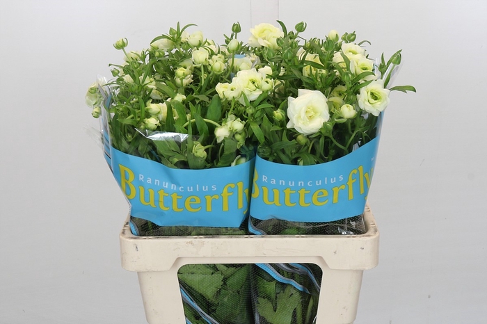 <h4>Ranunculus Butterfly Graces</h4>