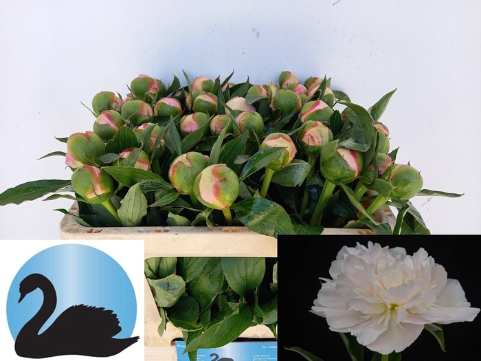 <h4>PAEO L ALERTIE</h4>