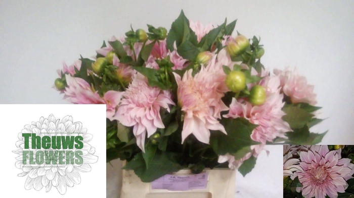 <h4>DAHLIA CAF? AU LAIT DAHL CAFE AU LA</h4>