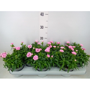 Dianthus  'Oscar Pink Star'