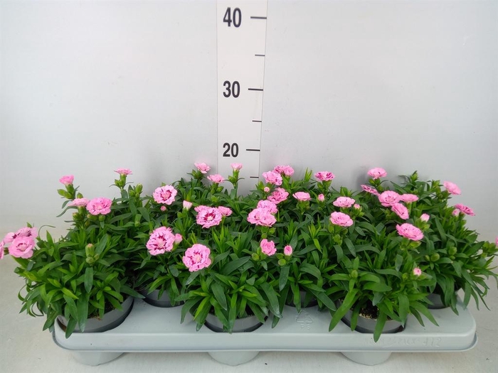 <h4>Dianthus 'Oscar Pink Star'</h4>