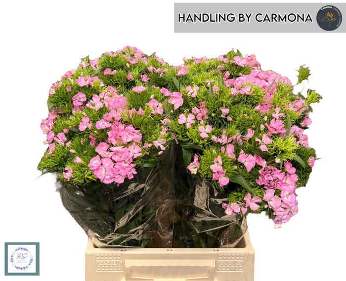 <h4>DI BARB AM ROSE</h4>