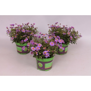 Brachyscome brasco Violet