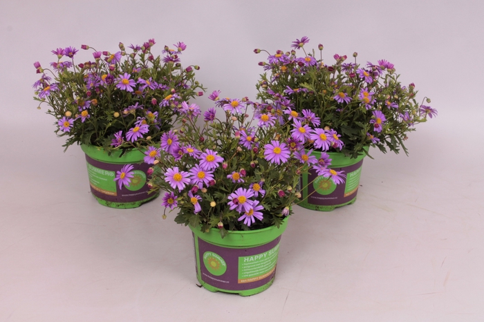 <h4>Brachyscome brasco Violet</h4>