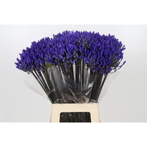 Agapanthus Dark Ocean