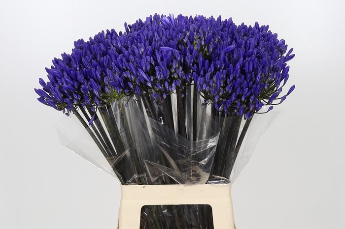 <h4>Agapanthus Dark Ocean</h4>