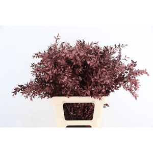 DF Ruscus 70cm Bs Metallic Brown