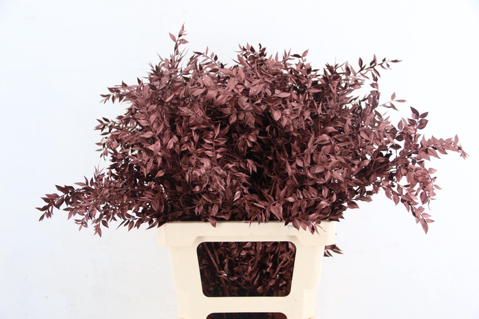 <h4>DF Ruscus 70cm Bs Metallic Brown</h4>