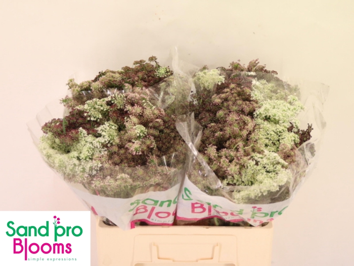 <h4>DAUCUS CAROTA DARA</h4>