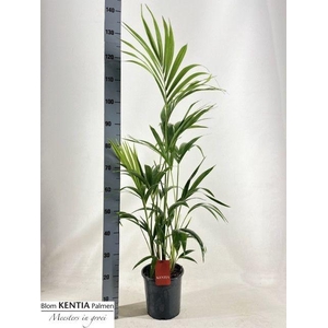 HOWEA FORSTERIANA