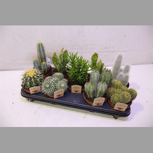 Cactus Gem