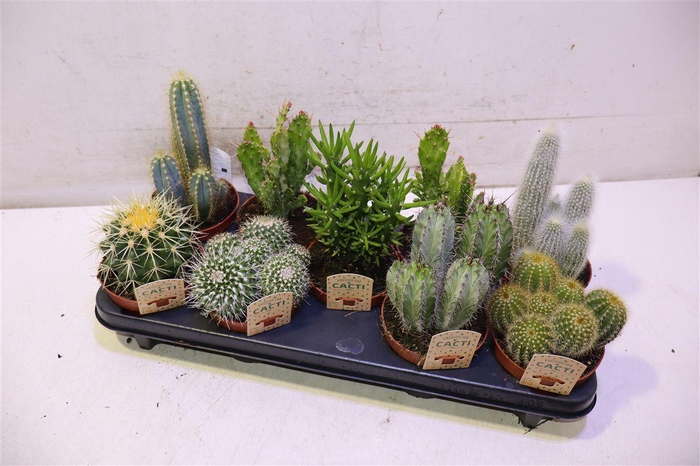<h4>Cactus Gem</h4>