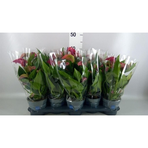 Anthurium andr. 'Pure Purple'