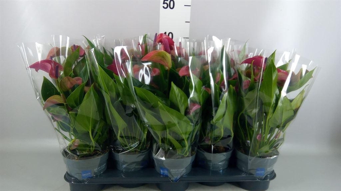<h4>Anthurium andr. 'Pure Purple'</h4>