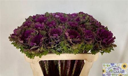 <h4>Brass Altair</h4>