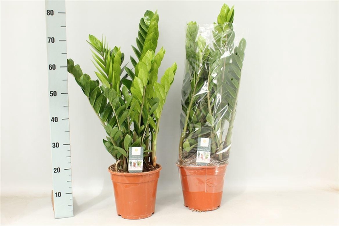 Zamio Zamiifolia