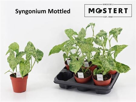 Syngonium Mottled