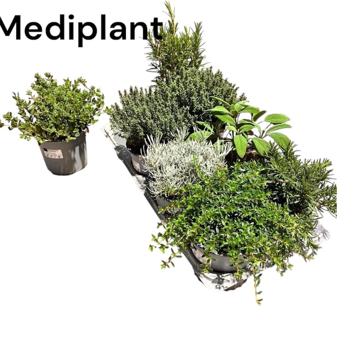 <h4>TUINKRUIDEN GEM</h4>