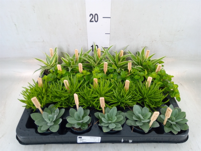 <h4>Planten  ..mix</h4>
