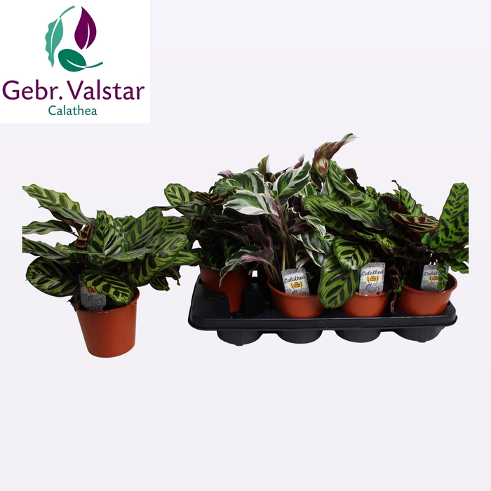 <h4>CALAT GEM 3 SRT</h4>