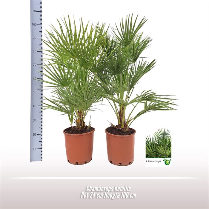 <h4>Chamaerops humilis</h4>