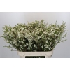 Chamelaucium Dancing Queen White