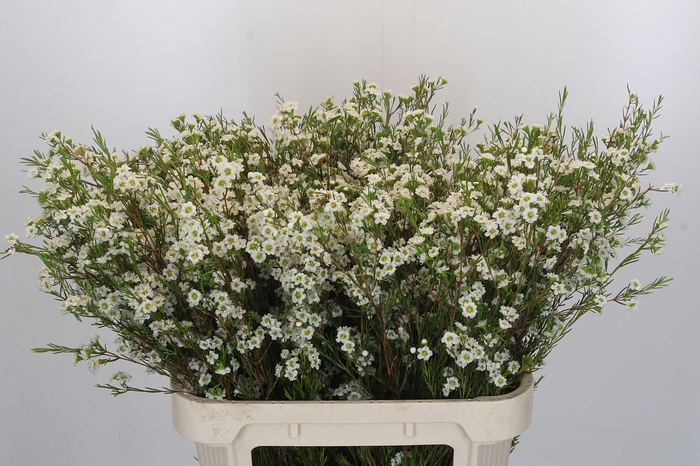 Chamelaucium Dancing Queen White
