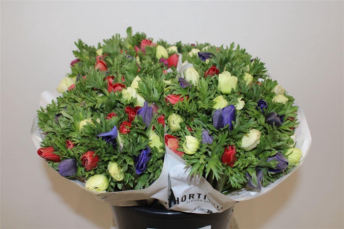 <h4>Anem Marianne Mixed</h4>