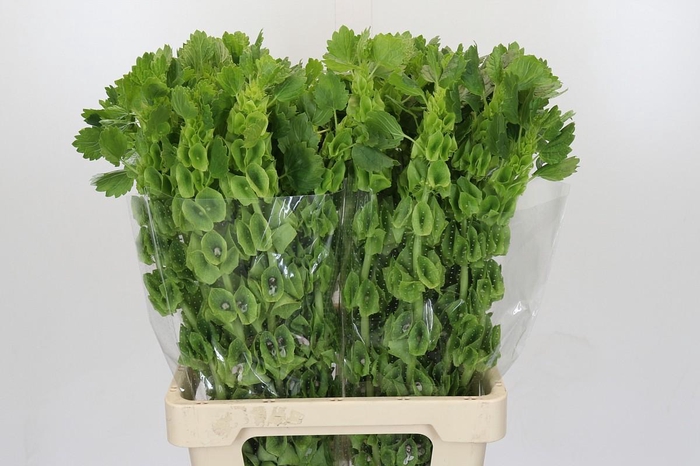 <h4>Moluccella Laevis</h4>