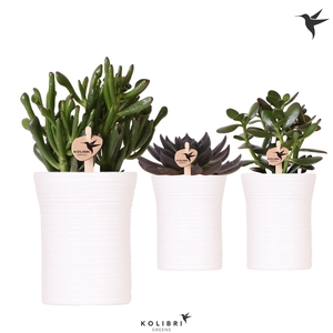 Kolibri Greens Succulenten mix in Furrow pot white