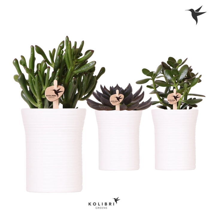<h4>Kolibri Greens Succulenten mix in Furrow pot white</h4>