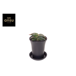 Sansevieria Almond Silver Sweet in sierpot