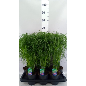 Cyperus alternifolius