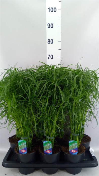 <h4>Cyperus alternifolius</h4>