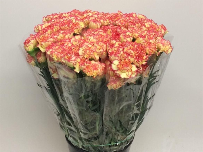 <h4>Di St Lorca Yellow/orange</h4>