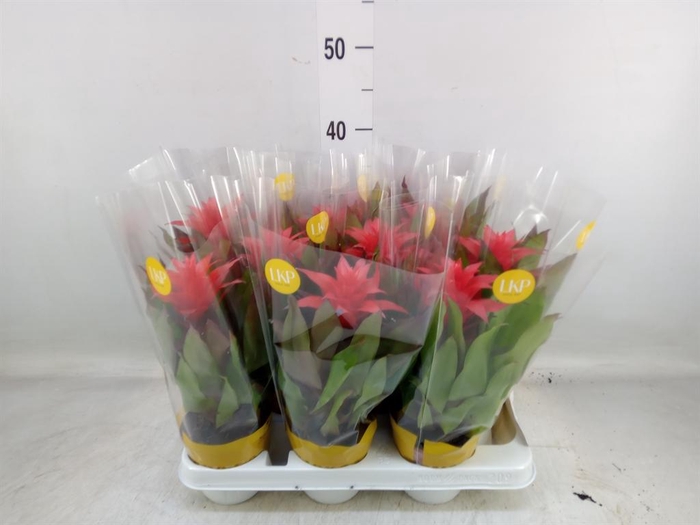 <h4>Guzmania  'Lorena'</h4>