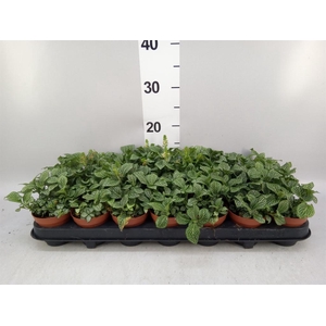 Fittonia verschaf. 'Bianco Verde'
